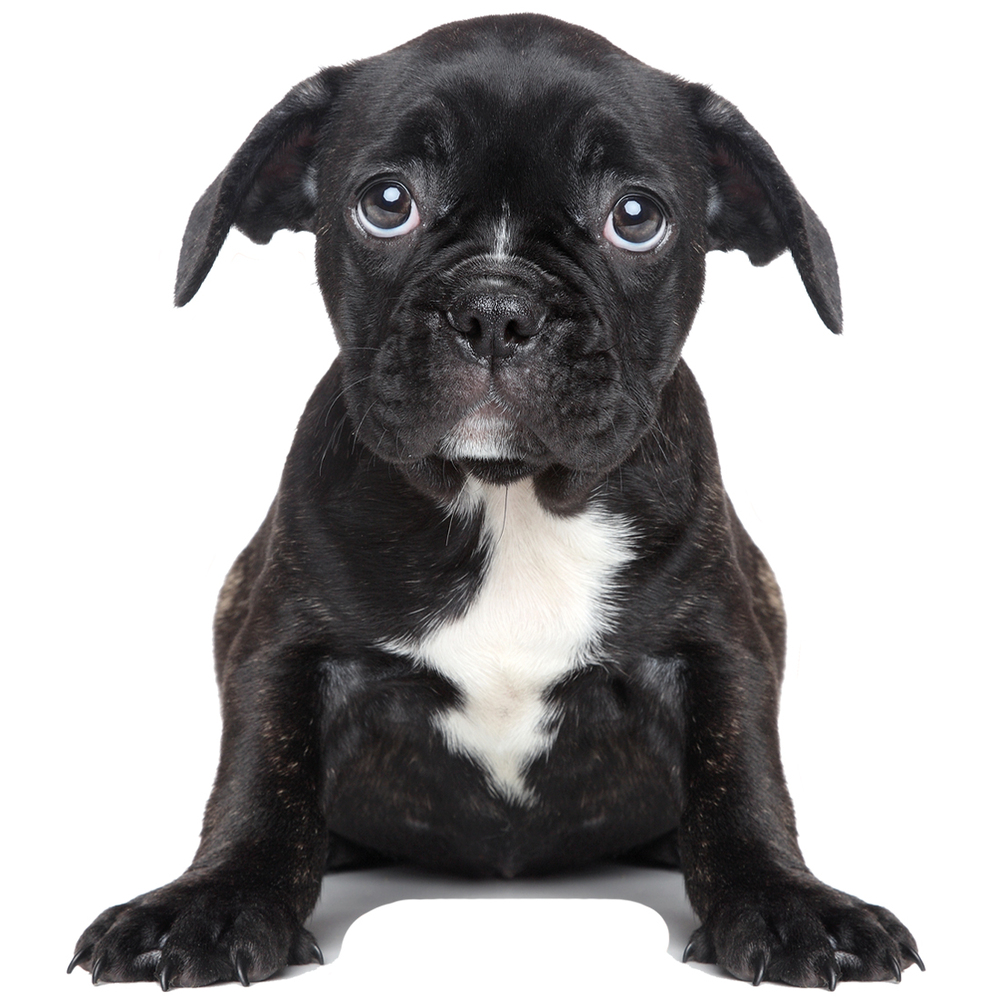 Wandtattoo eines Welpen