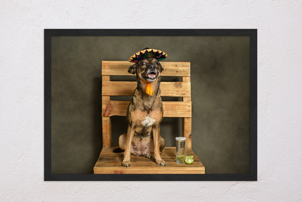 Hund sitzt auf einem Stuhl Ein Bilderrahmen mit Foto von einem braunen Hund sitzt auf einem Holzstuhl