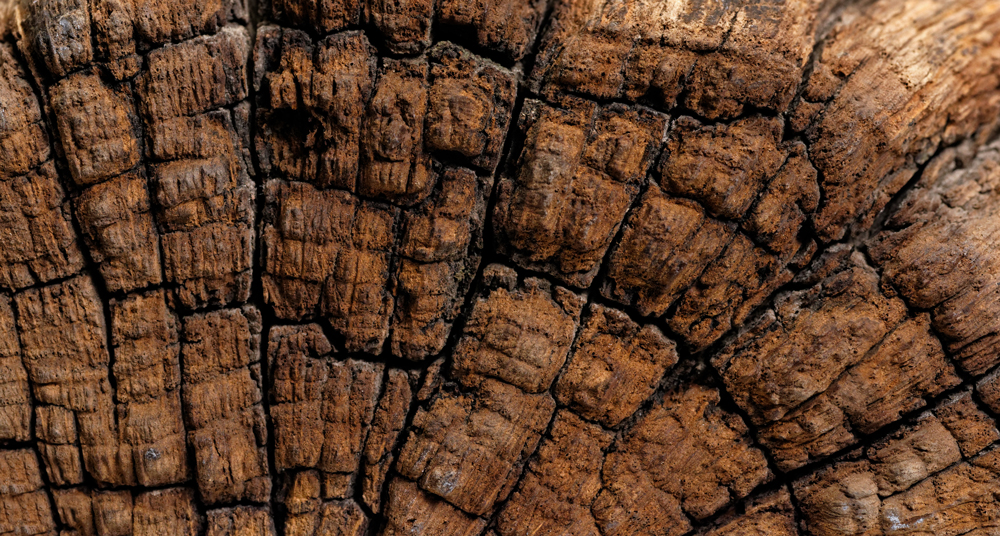 Holz für die Herstellung von antiken Bilderrahmen Holzstamm zur Weiterverarbeitung als Bilderrahmenleisten