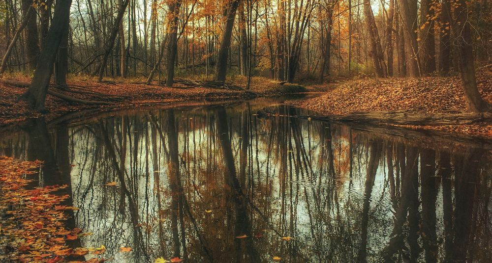 spiegelnde Wasseroberfläche im Wald Bäume spiegeln sich in Wasseroberfläche