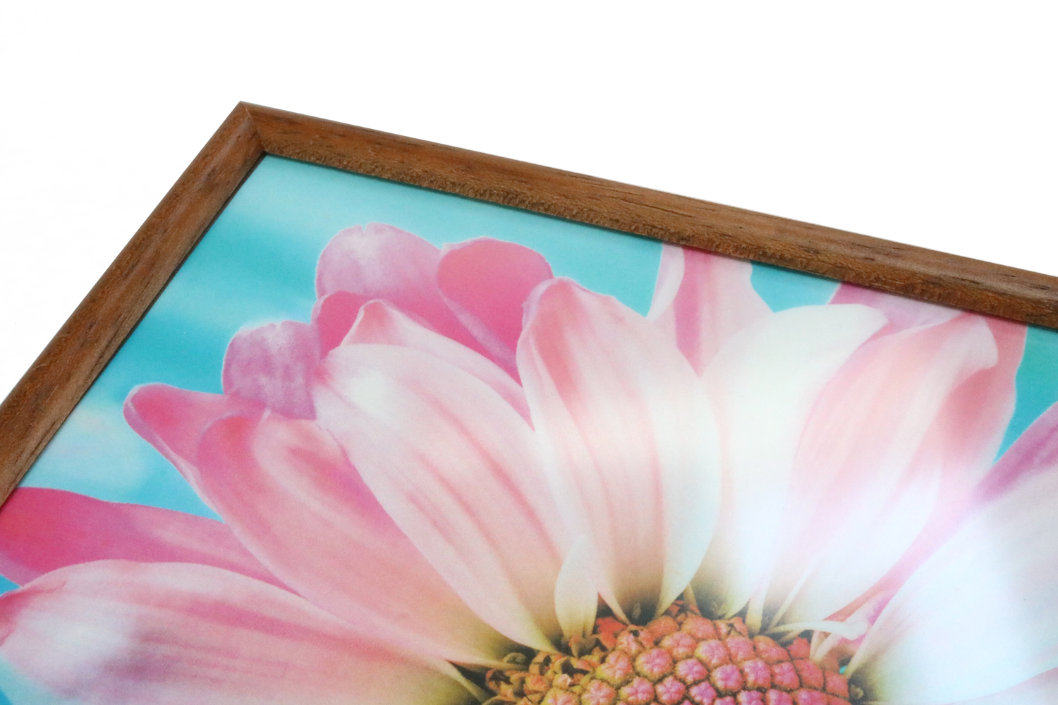 hochwertiges Antireflexglas in braunem Holzbilderrahmen Bild einer Blume eingerahmt in Holzrahmen mit Antireflexglas