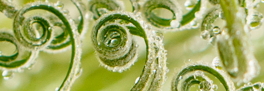 eine Spirale weist den Weg - Fibonacci Zahlenfolge grüne Pflanzen gekringelt zur Spirale