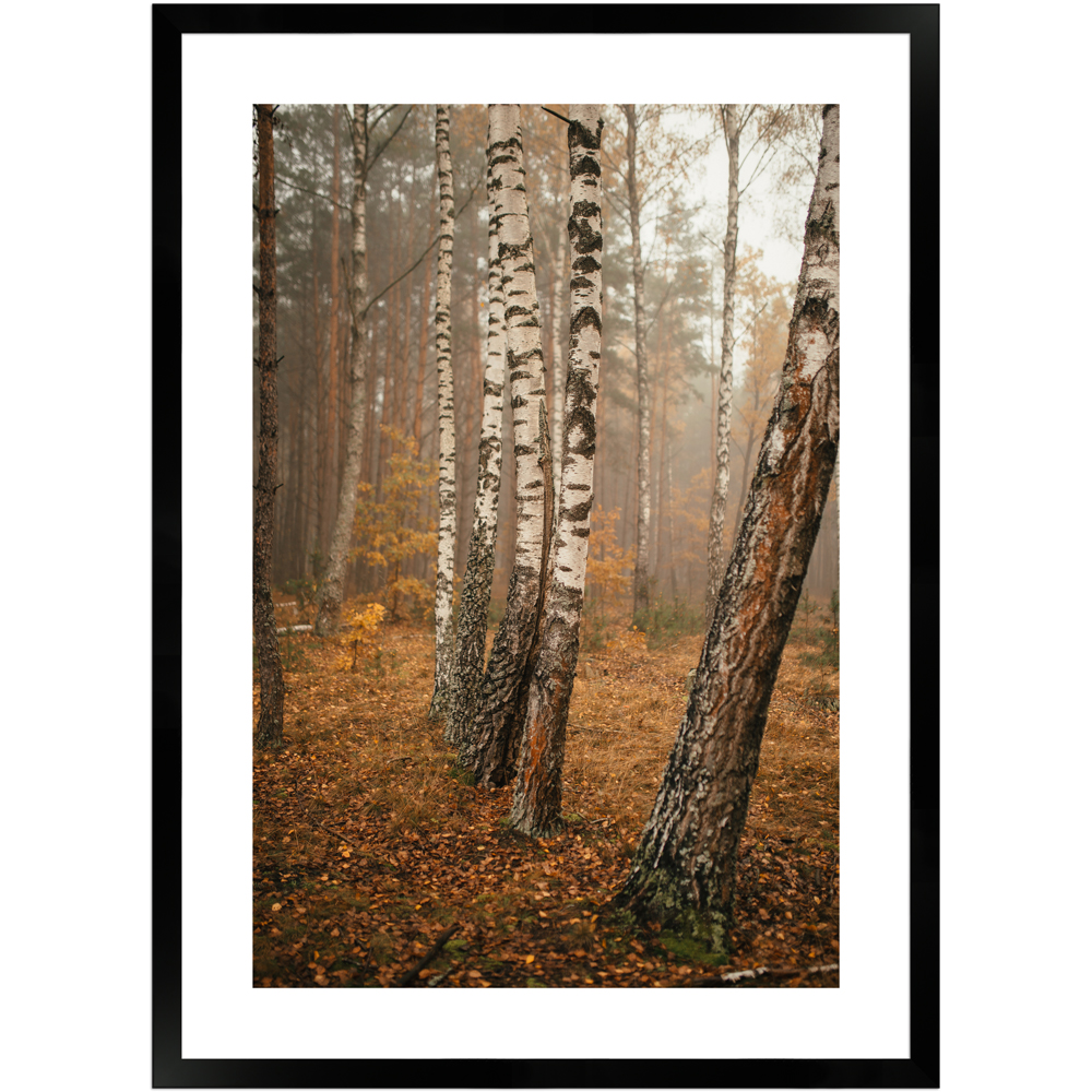 Naturaufnahme Birkenwald 1 by Dima Bychick | Poster mit Holzrahmen 50x70 cm