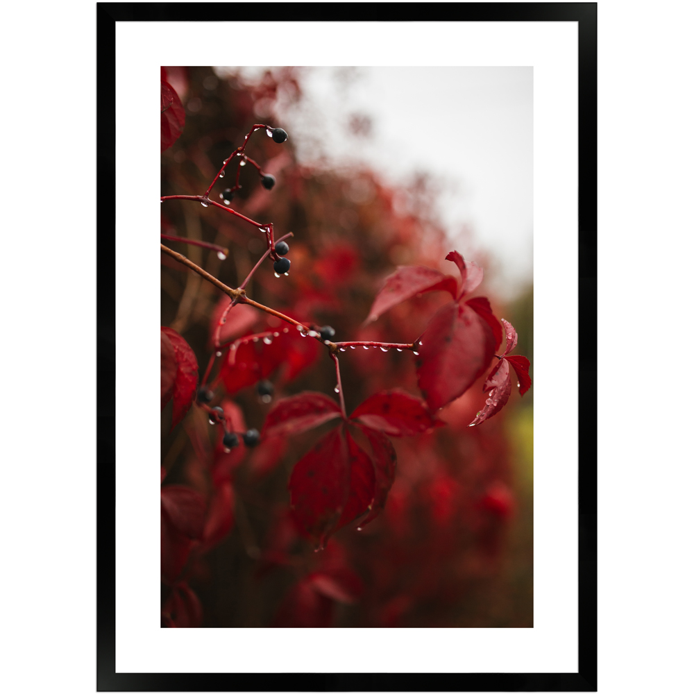 gerahmtes Poster einer roten Blüte Größe 50x70 cm