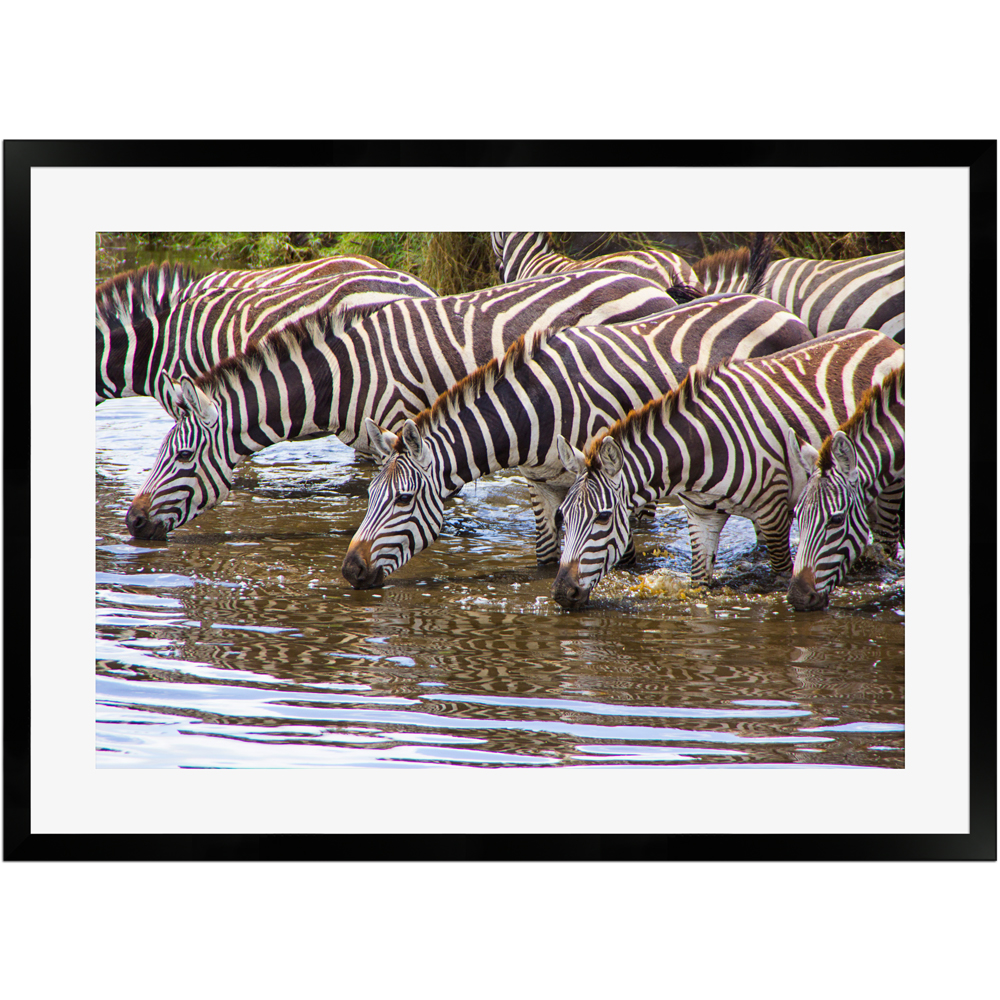 Poster einer Herde Zebras in schwarzem Holzrahmen