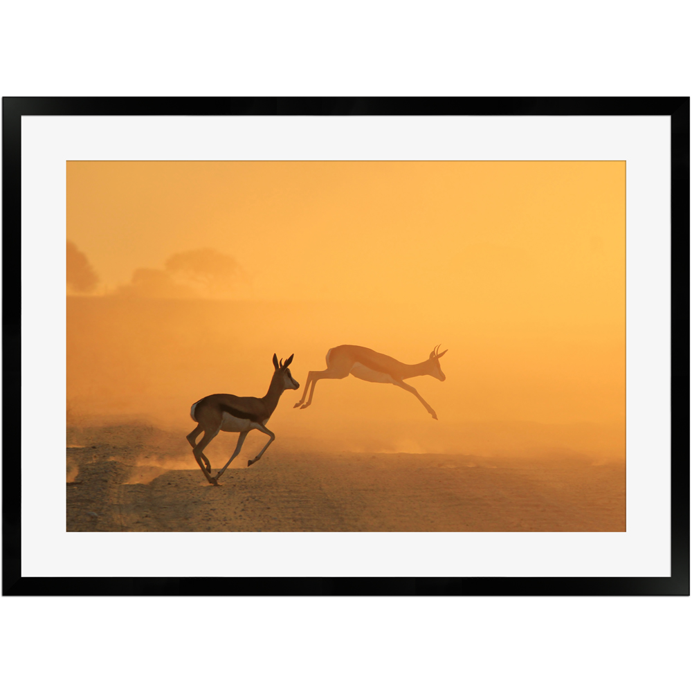 Springböcke im Sonnenuntergang | Poster mit Holzrahmen 50x70 cm