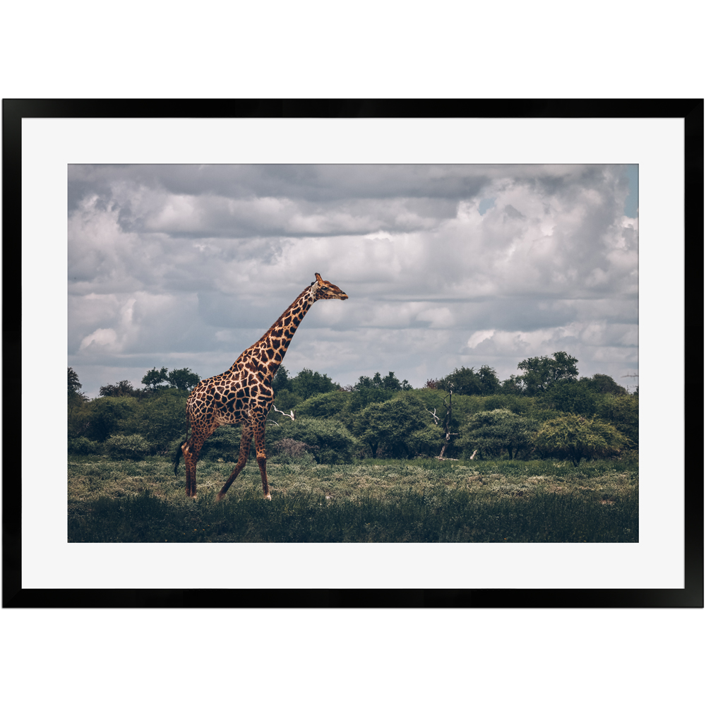Poster von afrikanischer Giraffe mit Holzrahmen