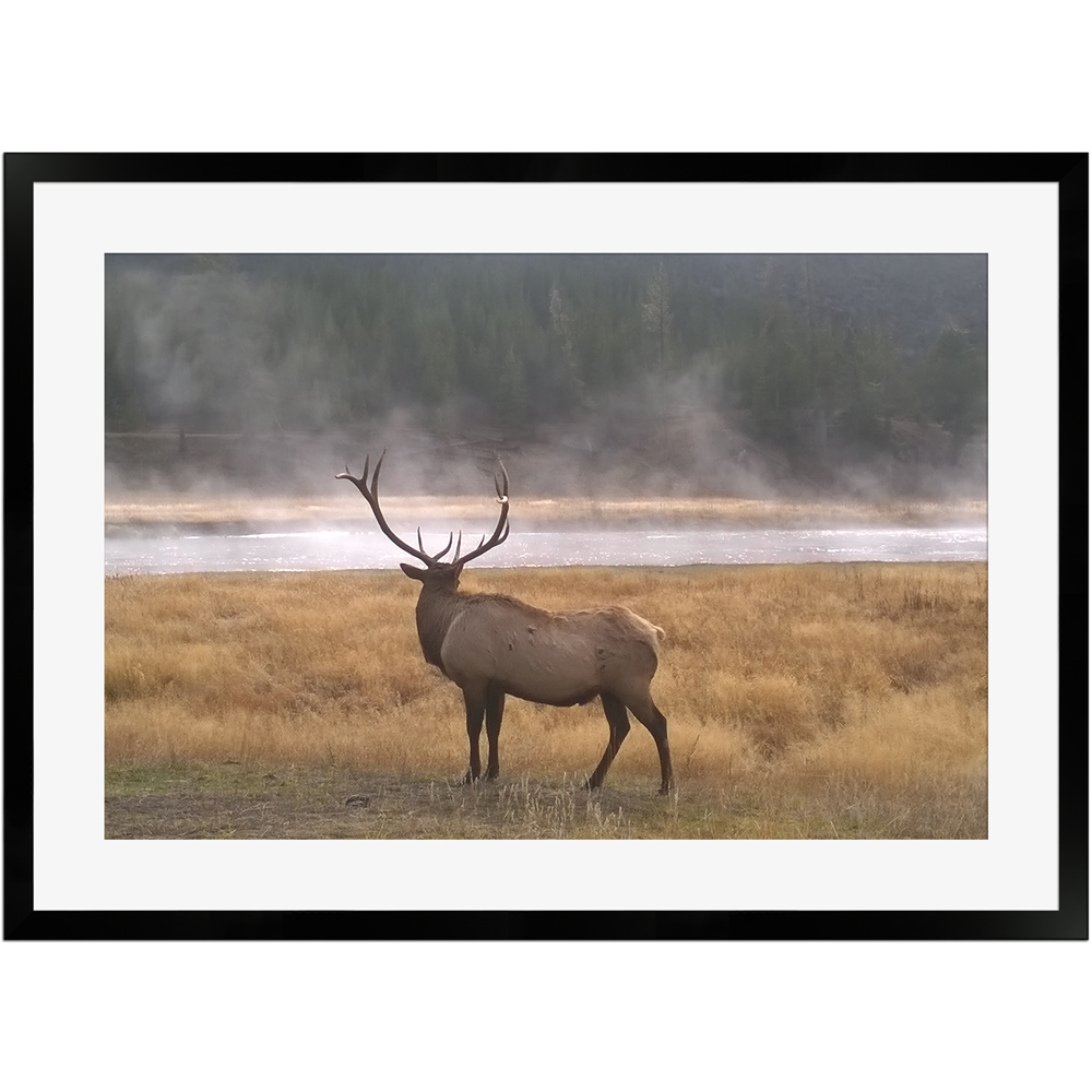 Majestätischer Elch | Poster mit Holzrahmen 50x70 cm