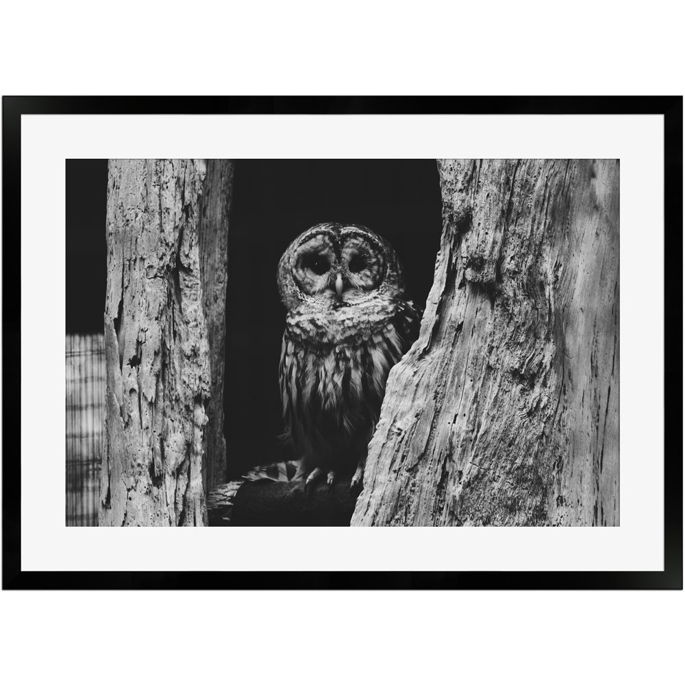 Eule im hohlen Baum | Poster mit Holzrahmen 50x70 cm