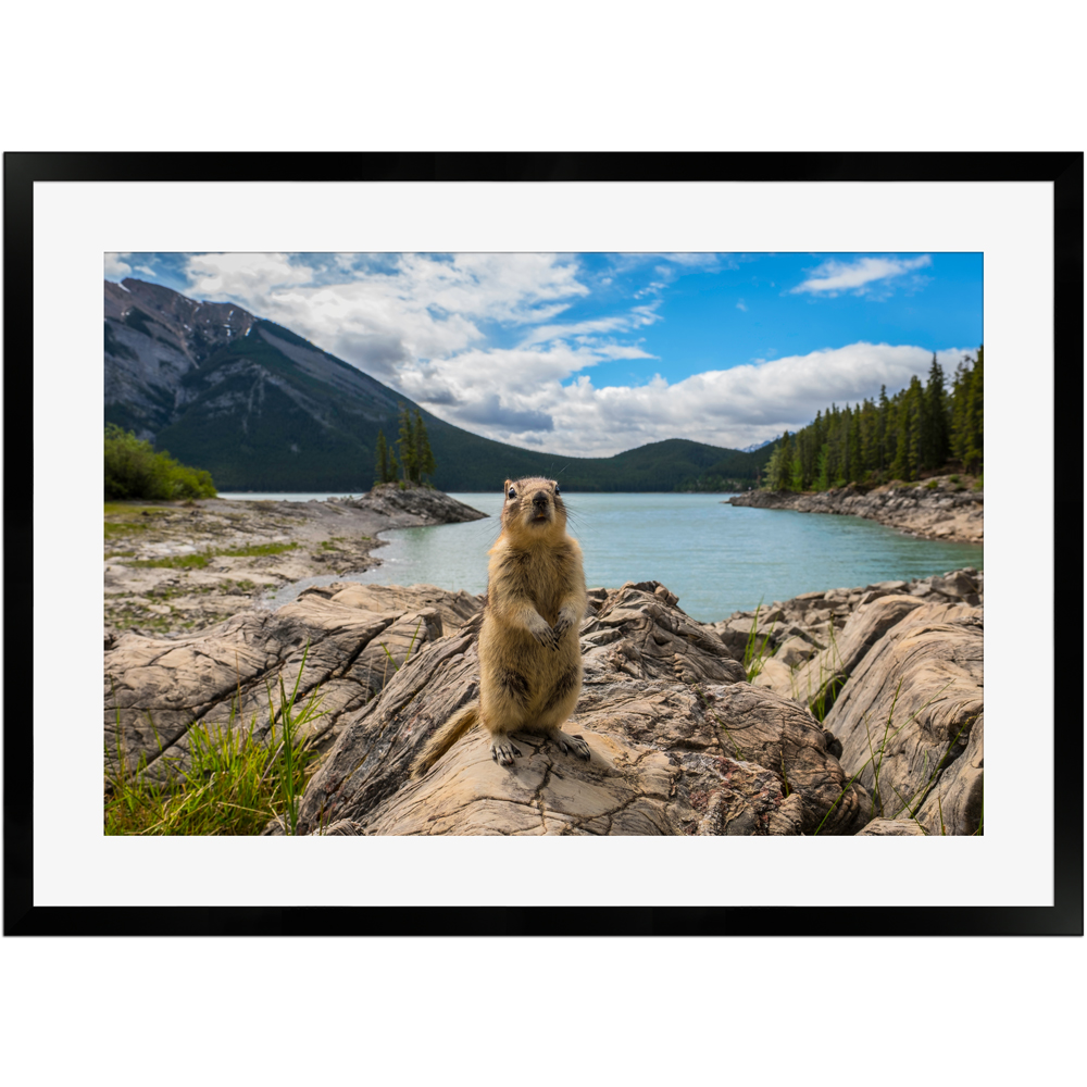 Streifenhörnchen am Bergsee | Poster mit Holzrahmen 50x70 cm