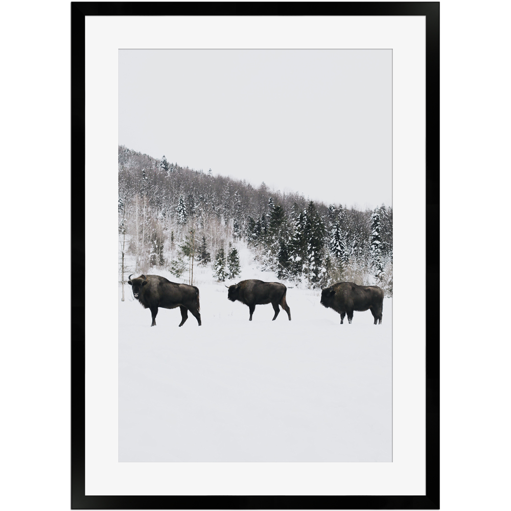 Wisente im Winter | Poster mit Holzrahmen 50x70 cm