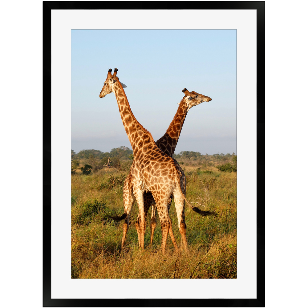 Giraffen in der afrikanischen Savanne | Poster mit Holzrahmen 50x70 cm