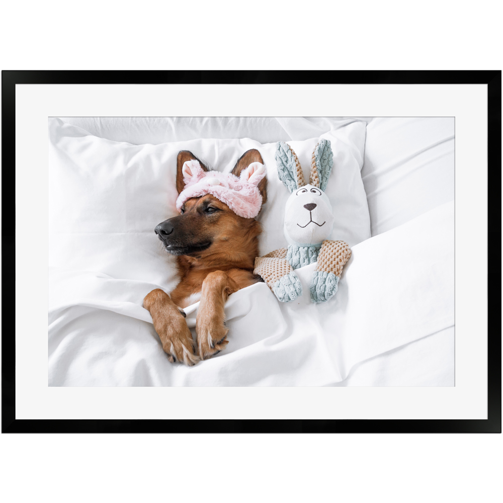 Süßer schlafender Hund im Bett | Poster mit Holzrahmen 50x70 cm