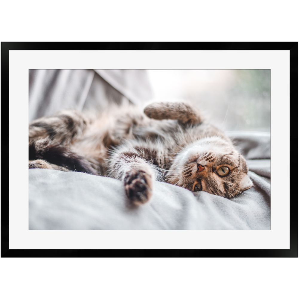 Poster mit Rahmen einer Katze im Bett