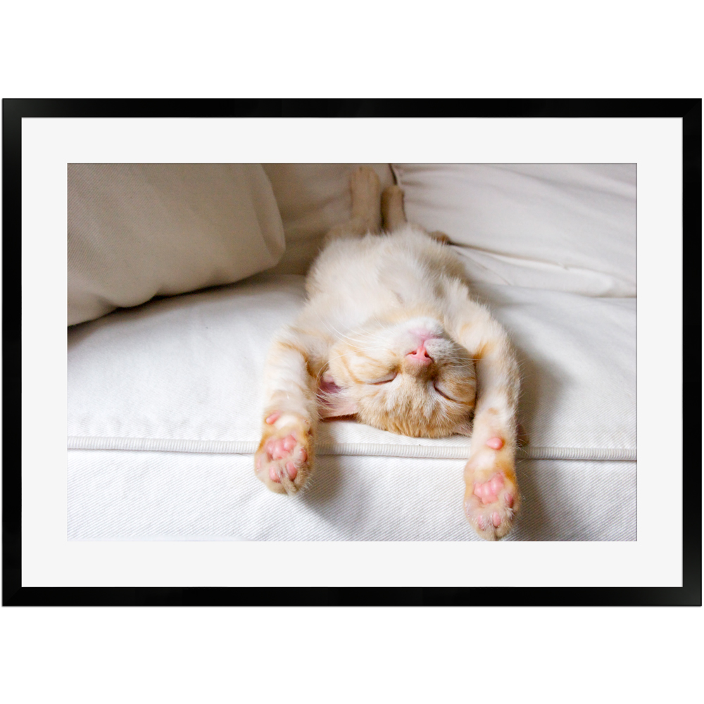 Träumende Katze | Poster mit Holzrahmen 50x70 cm