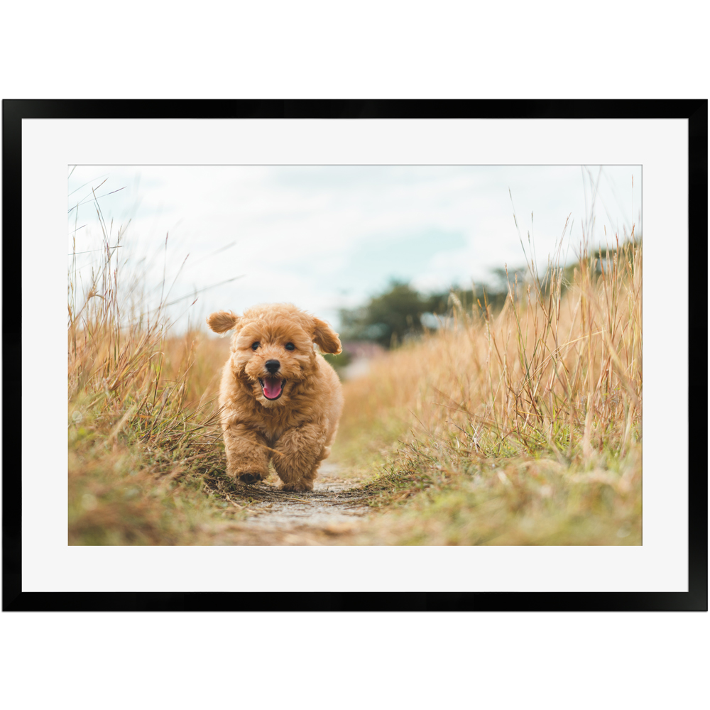 Knuffiger Hund in Bewegung | Poster mit Holzrahmen 50x70 cm