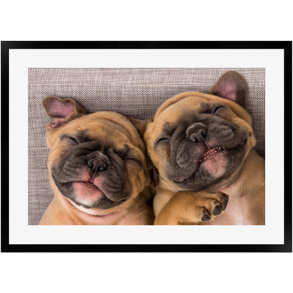 Lachende französische Bulldoggen | Poster mit Holzrahmen 50x70 cm
