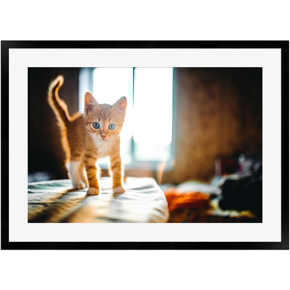 Rotes Kätzchen | Poster mit Holzrahmen 50x70 cm