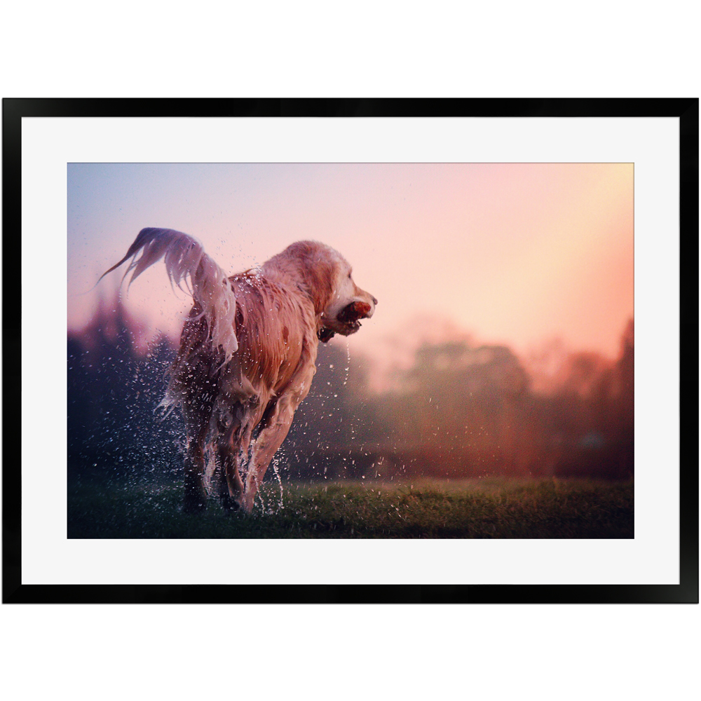 Nasser spielender Hund | Poster mit Holzrahmen 50x70 cm